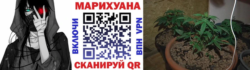 Шишки марихуана марихуана  Купить где  Кольчугино 